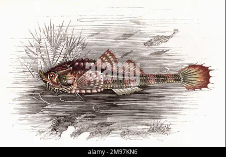 Hook-nose, Agonus cataphractus Stock Photo - Alamy
