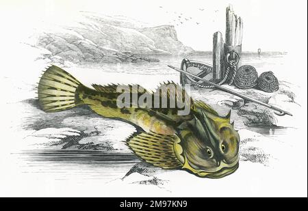 Myoxocephalus scorpius, or Father-Lasher, also known as Shorthorn Sculpin, Short-Spined Sea Scorpion, Bull-Head and Bull-Rout. Stock Photo