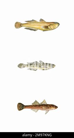 Yellow Clown Goby (Gobiodon okinawae), Little (possibly Shrimp) Goby (old name: Gobius minutus), and Two-Spotted Goby (Gobiusculus flavescens). Stock Photo