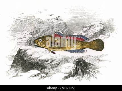 Gobius paganellus, or Rock Goby. Stock Photo