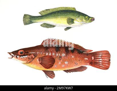 Green Wrasse (Labrus viridis) and Comber Wrasse (Labrus comber). Stock Photo