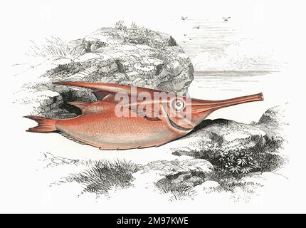 Macroramphosus scolopax, or Longspine Snipefish, also known as Bellowfish, Bellows-Fish, Common Bellowsfish, Spine Trumpet Fish, and (simply) Trumpetfish. Stock Photo