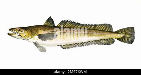 Merluccius, or Hake -- possibly Merluccius bilinearis, or Silver Hake, also known as Atlantic Hake and New England Hake. Stock Photo