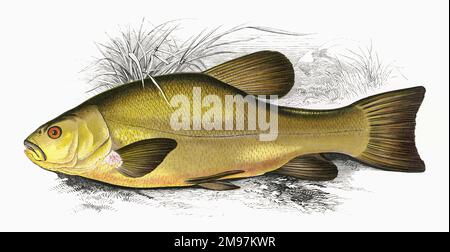 Tinca tinca, or Tench, also known as Doctor Fish, a freshwater and brackish water fish. Stock Photo