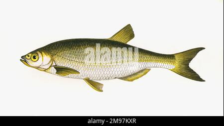 Alburnus alburnus, or Common Bleak, a freshwater fish of the Cyprinidae family. Stock Photo