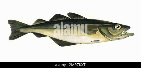 Atlantic pollock / European pollock / Atlantic pollack / European ...