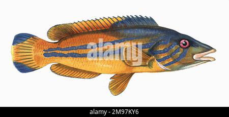 Labrus mixtus, or Cuckoo Wrasse, also known as Cook and Blue-Striped Wrass. Stock Photo