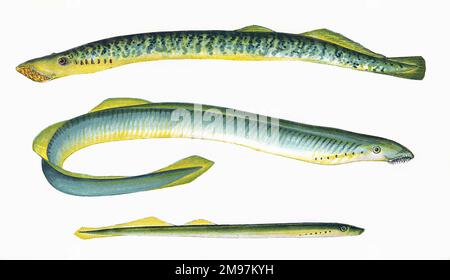 Sea Lamprey (Petromyzon marinus), Lampern (Lampetra fluviatilis or European River Lamprey), and Silver Lamprey (Ichthyomyzon unicuspis). Stock Photo