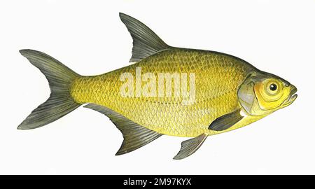 Abramis brama, or Common Bream, also known as Lake Bream, Freshwater Bream, Bronze Bream, Carp Bream and Yellow Bream. Stock Photo