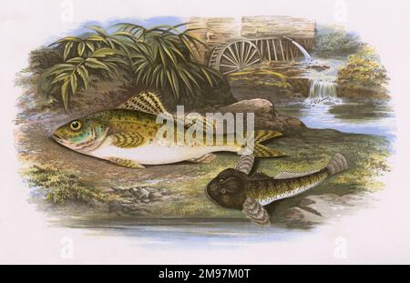 Eurasian Ruffe, Gymnocephalus cernua Stock Photo - Alamy