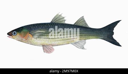 Liza aurata, or Long-Finned Grey or Golden Mullet. Stock Photo