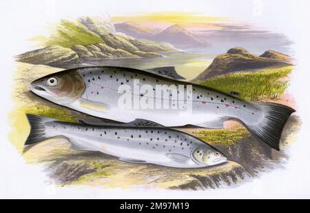 Salmo cambricus (or Salmo trutta), Young Salmon, also known as Silver Salmon, Sea Trout, Sewen and Sewin. Stock Photo