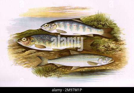 Young Trout (Salmo cambricus or Salmo trutta, also known as Young Salmon, Silver Salmon, Sea Trout, Sewen and Sewin), Salmon Parr (Salmo salar, Salmo salmulus), and European Smelt (Osmerus eperlanus). Stock Photo