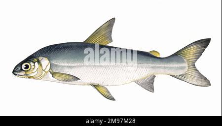 Coregonus pennantii, or Gwyniad, also known as Guiniad, a freshwater whitefish of the Salmonidae family, native to Bala Lake (Llyn Tegid) in north Wales Stock Photo