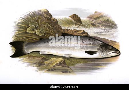 Salmo salar, or Atlantic Salmon, a freshwater and marine variety.  This young salmon is known as a Grilse, which means that it has spent only one winter at sea before returning to the river. Stock Photo