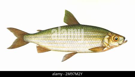 Coregonus vandesius, or Vendace, a freshwater whitefish of the Salmonidae family. Stock Photo