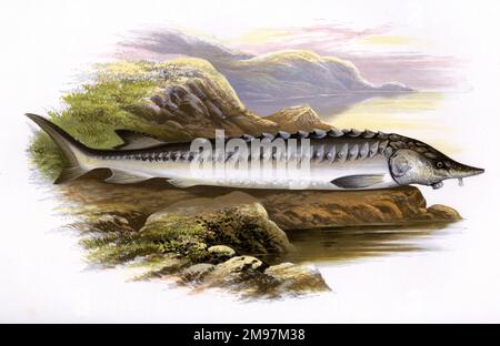 Acipenser sturio, or European sea sturgeon, also known as Atlantic sturgeon, Baltic sturgeon and Common sturgeon. Stock Photo