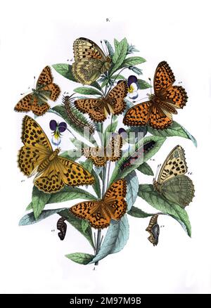 Illustration, Nymphalidae -- Argynnis Dia, Argynnis Amathusia, Argynnis Adippe, Argynnis Aglaia, Argynnis Lathonia, Argynnis Paphia.  The plant is Wild Heartsease (Viola Tricolor). Stock Photo