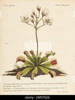 Venus flytrap, Dionæ muscipula. Illustration from John Ellis, Directions for bringing over seeds and plants from the East Indies  … to which is added, The figure and botanical description of a new sensitive plant, called Dioneaea muscipula, or Venus's fly-trap Stock Photo