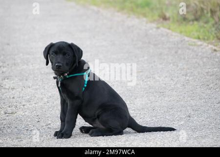 Portrait of a black labrador puppy sitting in the middle of the road Stock Photo