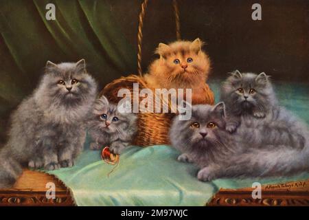 Cats and Kittens - The Pick of the Basket. Stock Photo