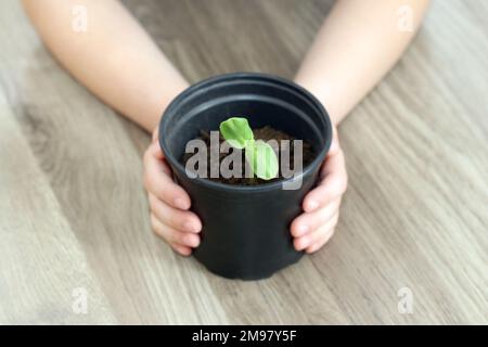 A young pea sprout is growing in a plant pot. A child's hands hold the pot. A dicot seedling with two cotyledons. Sprout with the first two leaves. Stock Photo