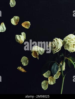 Decaying White Roses Black and white decaying roses Stock Photo - Alamy