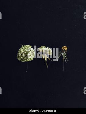 Row of three white roses in varying stages of decay on a black Stock Photo