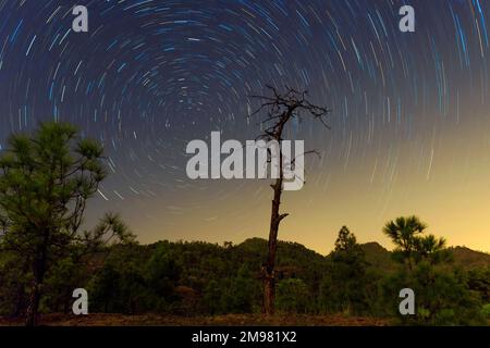 Circumpolar night sky in the forest, Gran Canaria, Canary Islands, Spain Stock Photo