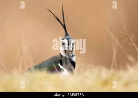 Lapwing (Vanellus vanellus) in snow shower on breeding grounds on Lammermuir Hills, Berwickshire, Scotland, February Stock Photo