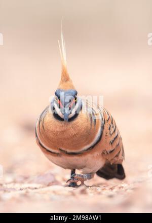 Portrait of a wild spinifex pigeon (Geophaps plumifera) foraging on the ground, Australia Stock Photo