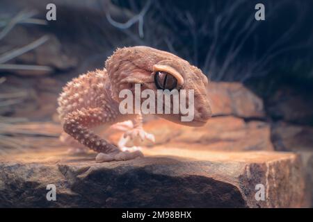 Close-up portrait of a wild Centralian rough knob-tail gecko (Nephrurus amyae) on rocky outcrop at night, Australia Stock Photo