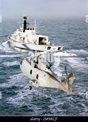 EH Industries (later AgustaWestland) EH101 PP5, ZF649, the fifth of nine pre-production helicopters, approaches HMS Iron Duke (F234), a Type 23 frigate. Stock Photo