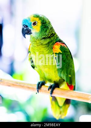 Colorful parrot sitting on the wooden stick Stock Photo