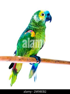 Bright green parrots sitting on the wooden stick isolated Stock Photo