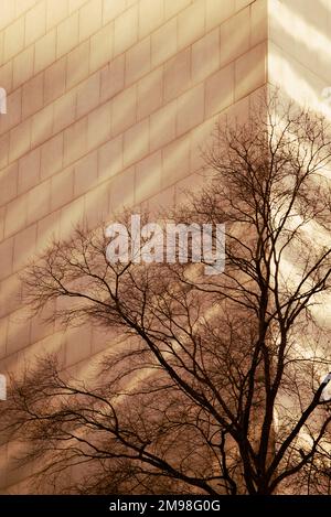 Low shadows fall on masonry building in Charlotte, North Carolina with winter tree. Stock Photo