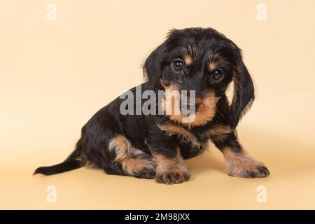 small wire-haired dachshund puppy on a light background. Portrait of dog. Cute pets Stock Photo
