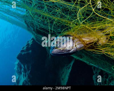 Ghost nets continue to kill marine life Stock Photo