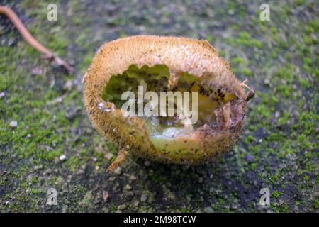 decomposing kiwi on the ground of my backyard Stock Photo