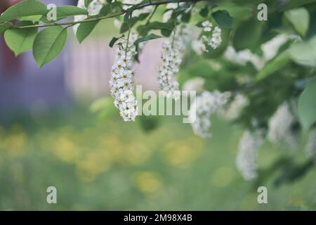 Selective focus on a blooming branch of a white Bird cherry. Bright spring flowers. Trees in flowers. Close-up image of spring blooming, white flowers. High quality photo Stock Photo
