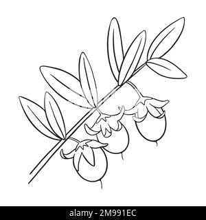 Jojoba branch with seeds isolated on white background. Natural oil ingredients sketched art. Vector illustration. Stock Vector