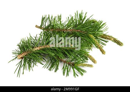 Mugo pine branches  isolated on white background Stock Photo