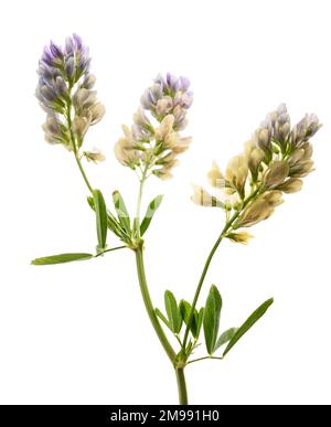 Medicago Sativa plant isolated on white background Stock Photo
