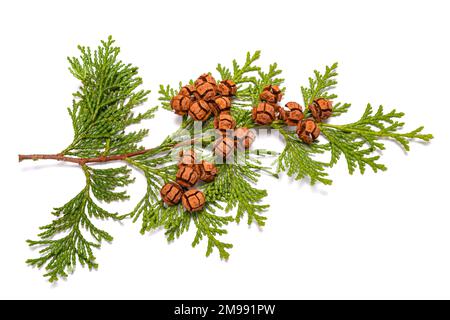 Lawson's cypress branch isolated on white Stock Photo