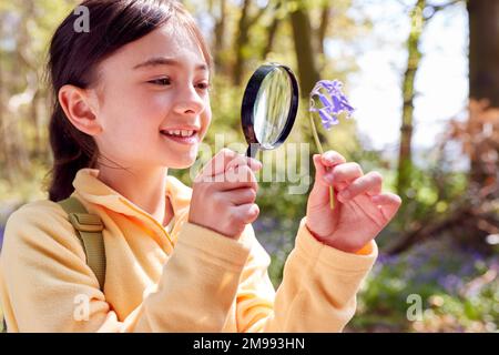 Spring Magnifying Glass Girl In Spring Woodlands Examining Bluebells With Magnifying Glass ...