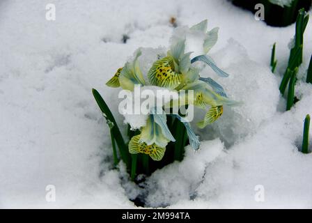Flowering Dwarf Iris plant in flowerbed with a lot of snow in early spring. Stock Photo