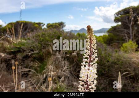 Drimia maritima, white flowering sea onion closeup in mediterranean environment in Mallorca Stock Photo