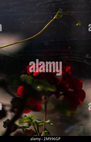 View on red flower in sunlight Stock Photo