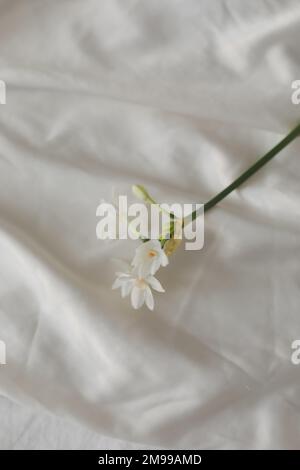 narcissus, daffodil spring flowers on a white background Stock Photo
