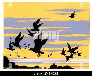 Gulls in Flight. Stock Photo